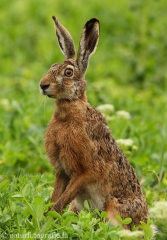 16 Feldhase - Lepus europaeus